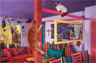 pet palaces cats birds and small animals