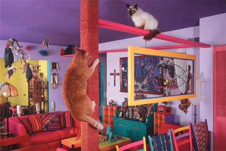 brightly colored room for cats