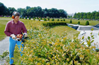 powered hedge trimmer