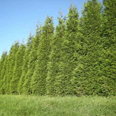 Evergreen America on Green Giant Arborvitae   Evergreen Privacy Screens   Photos   Trees