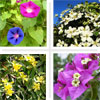 good climbing plants for a trellis