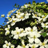 clematis