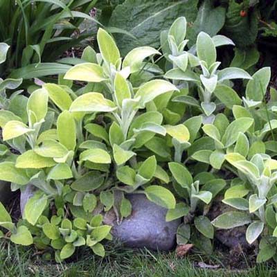 fuzzy green leaves of the lamb's ear plant