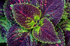 Focus on Foliage