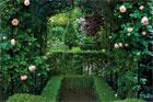 design ideas for sheared shrubs