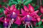 closeup of a bright red and purple bloomin fushsia