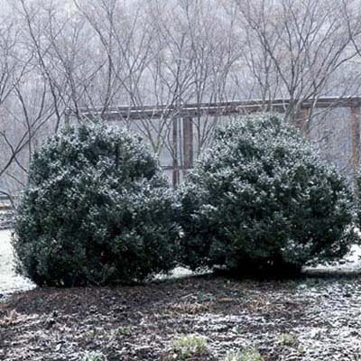 shrubs covered in snow exposed to the winter elements