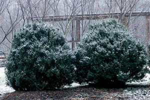 shrubs covered in snow exposed to the winter weather