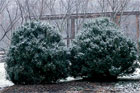 shrubs covered in snow exposed to the winter weather