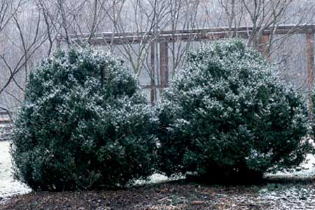 shrubs covered in snow exposed to the winter weather
