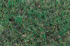 patch of grass