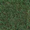 grass
