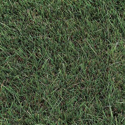 grass