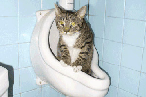 Cat in the urinal