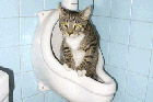 Cat in the urinal