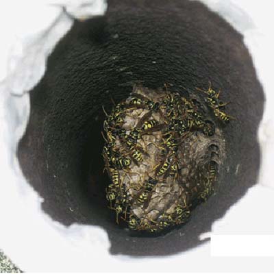 bee hive in the plumbing line vent