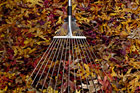 rakes