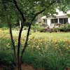 Daylilies