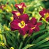 Hemerocallis Strutter's Ball