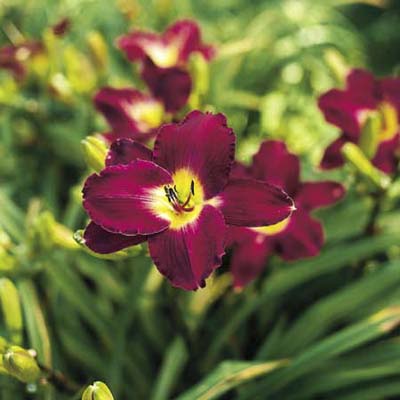 Hemerocallis Strutter's Ball