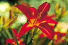 Hemerocallis Red Landscape Daylilies