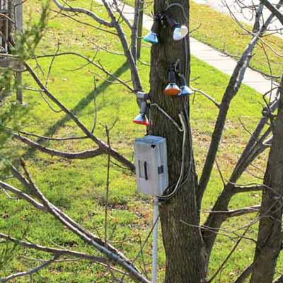 outdoor lighting on a tree with a tackle box used as a circuit panel