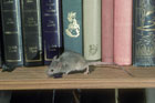mouse running along bookshelf