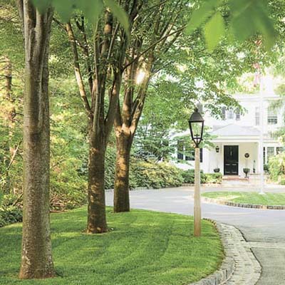 Green+vase+zelkova+trees