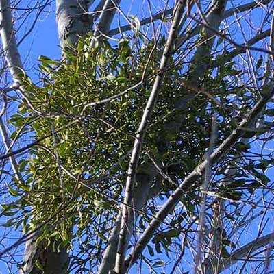 mistletoe leaves in a tree