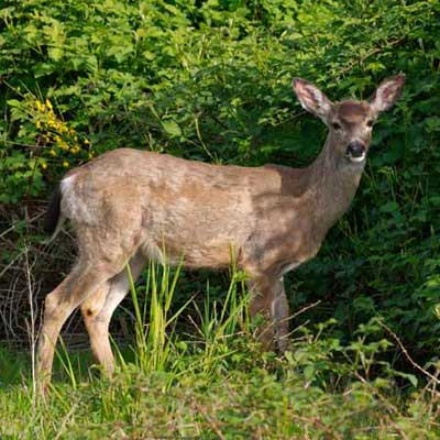 white-tailed deer at marymoor park
