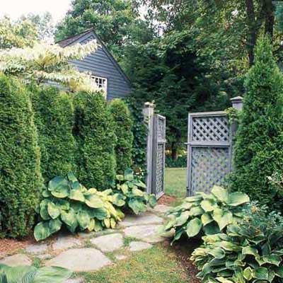 Evergreen Trees  Shrubs on Evergreen Privacy Screens   Photos   Trees   Shrubs   This Old House