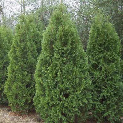 Nigra arborvitae privet hedges