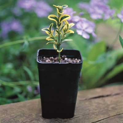 small plantling 