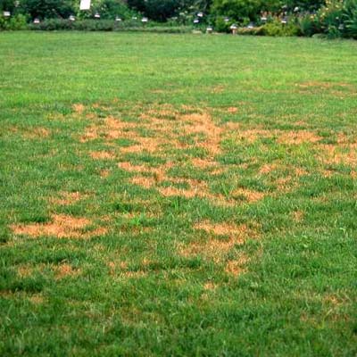  Lawn Fertilizer on Grass Diseases And Problems Submited Images   Pic 2 Fly