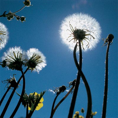 dandelions weeds