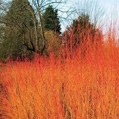 red-twig dogwood for bright colored fall trees and shrubs