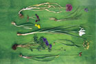 spring bulb flowers