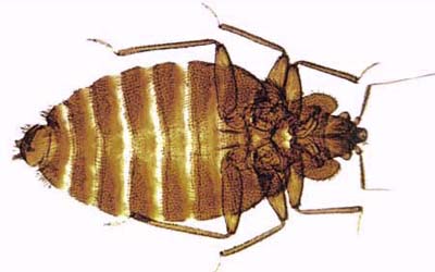 adult bedbug specimen