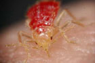 bed bug