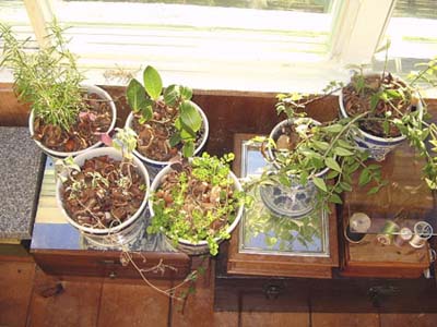 Potted herbs for growing indoors