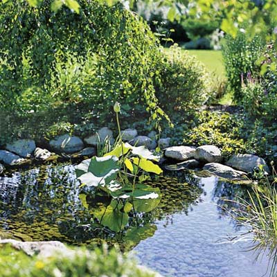 A pond provides a play area for kids to explore