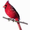 male cardinal on a branch