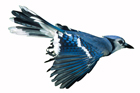 blue jay flying