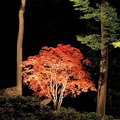 Lighting Landscape on Lighting Design  Standout Trees   All About Landscape Lighting