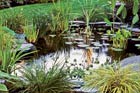 a backyard pond