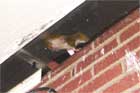 Home Inspection Nightmares gallery twenty-four