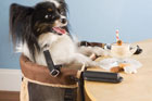pet high chair