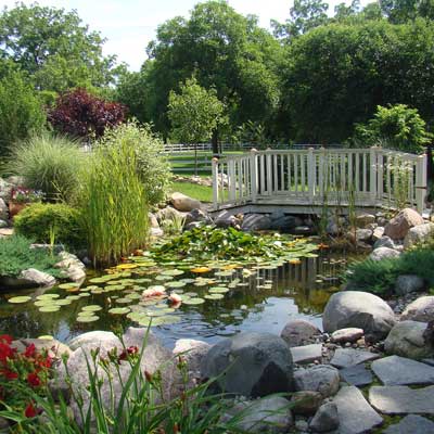 a backyard pond in Monroe, Michigan