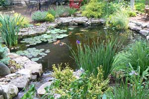 a backyard pond in St. Louis, MO