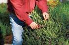 man pruning shrub